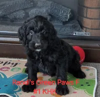 Gretchen, a female Goldendoodle for sale in Salineville, OH – Photo 2 of 3