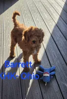 Barrett, a male Miniature Goldendoodle for sale in Salineville, OH – 3 of 10
