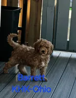 Barrett, a male Miniature Goldendoodle for sale in Salineville, OH – 2 of 10