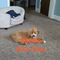 Reenie, a female Miniature Goldendoodle for sale in Salineville, OH – 2 of 4