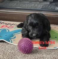 Buster, a male Goldendoodle for sale in Salineville, OH – Photo 3 of 5