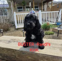 Buster, a male Goldendoodle for sale in Salineville, OH – Photo 2 of 5