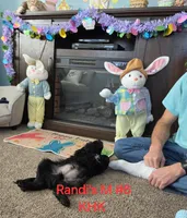 Buster, a male Goldendoodle for sale in Salineville, OH – Photo 5 of 5