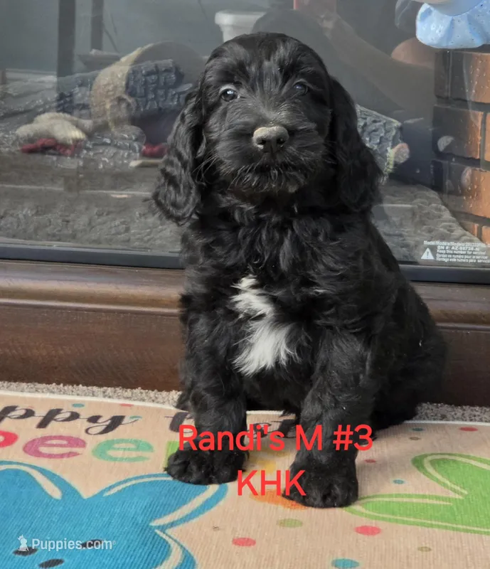 Buster – Goldendoodle puppy for sale in Salineville, OH