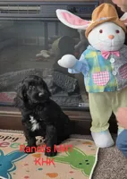 Buster, a male Goldendoodle for sale in Salineville, OH – Photo 4 of 5