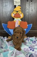 Orion , a male Miniature Goldendoodle for sale in Salineville, OH – 3 of 3