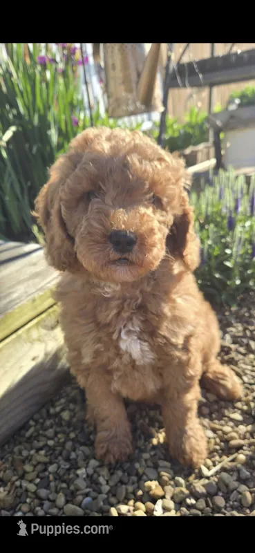 Brandon – Miniature Goldendoodle puppy for sale in Salineville, OH