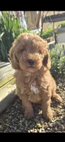 Barrett, a male Miniature Goldendoodle for sale in Salineville, OH – 9 of 10