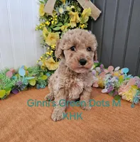 Gary, a male Miniature Goldendoodle for sale in Salineville, OH – Photo 2 of 2