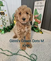 Gary, a male Miniature Goldendoodle for sale in Salineville, OH – Photo 1 of 2