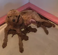 Dolly, a female Miniature Goldendoodle for sale in Salineville, OH – 2 of 2