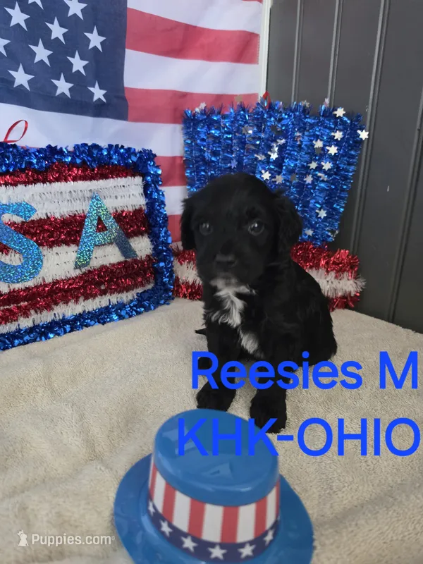 Reesies male #2 – Goldendoodle puppy for sale in Salineville, OH