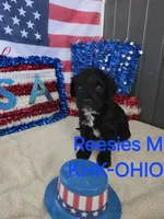 Reesies male #2, a male Goldendoodle for sale in Salineville, OH – 1 of 1