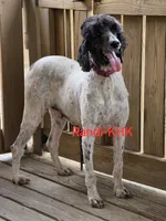 Randi, a female Poodle - Standard  for sale in Salineville, OH – 5 of 5