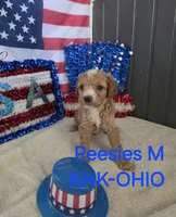 Reesies male #3, a male Goldendoodle for sale in Salineville, OH – 1 of 1