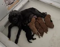 Brandon, a male Miniature Goldendoodle for sale in Salineville, OH – 2 of 3