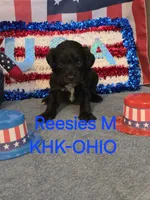 Freedom, a male Miniature Goldendoodle for sale in Salineville, OH – 3 of 3