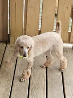 Ginni, a female Poodle - Miniature  for sale in Salineville, OH – Photo 3 of 5