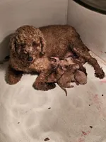 Ginni, a female Poodle - Miniature  for sale in Salineville, OH – Photo 4 of 5