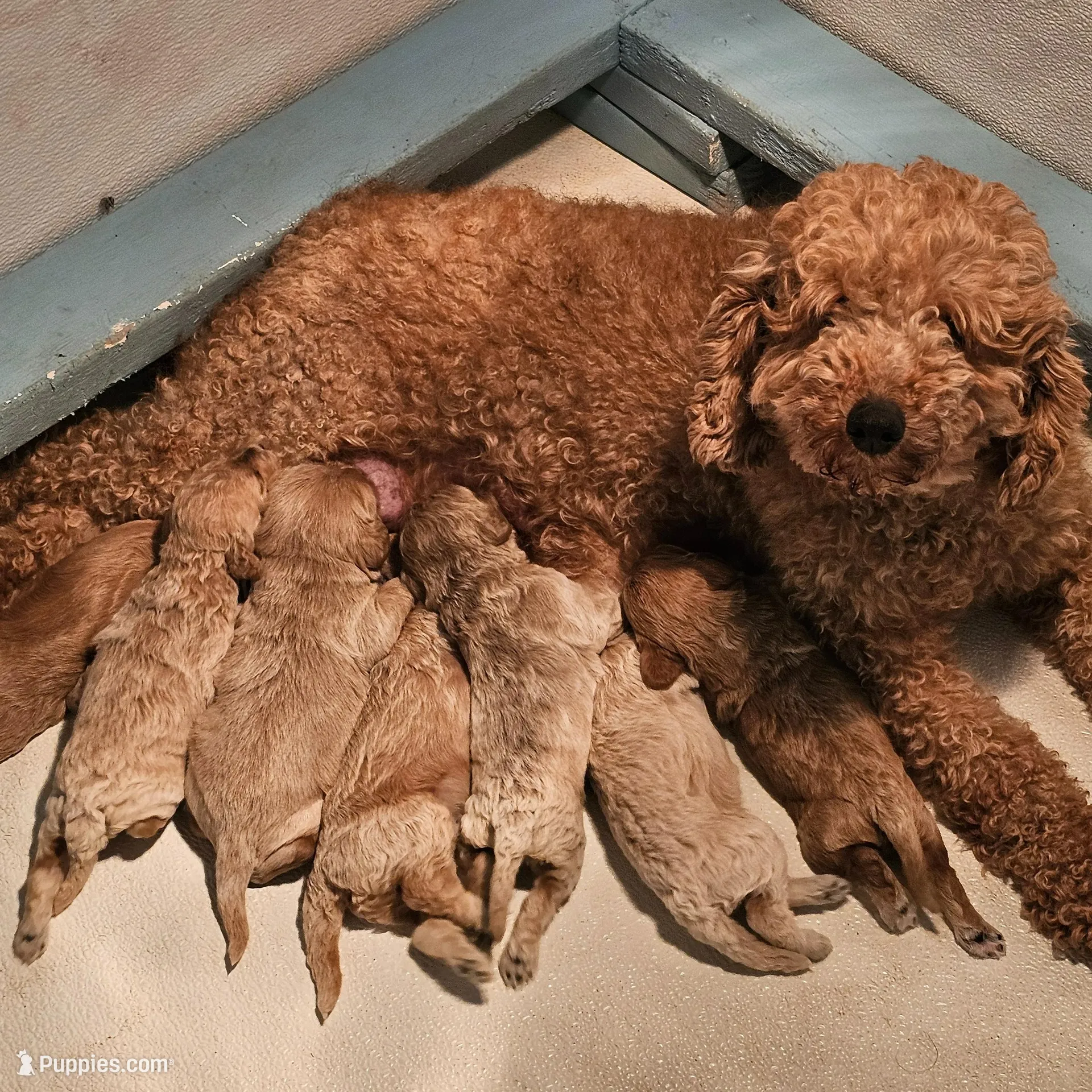 Ginni, a female Poodle - Miniature  for sale in Salineville, OH – Photo 2 of 5