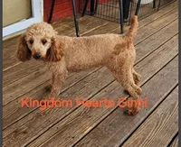 Ginni, a female Poodle - Miniature  for sale in Salineville, OH – Photo 5 of 5