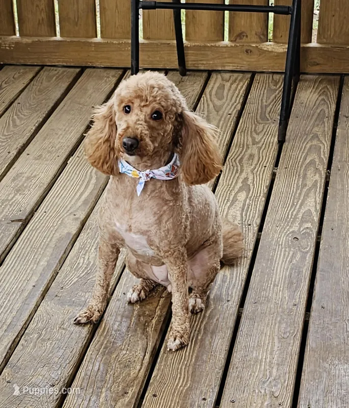 Ginni – Poodle - Miniature  puppy for sale in Salineville, OH
