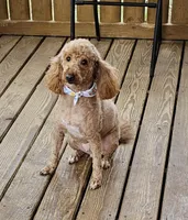 Ginni, a female Poodle - Miniature  for sale in Salineville, OH – Photo 1 of 5