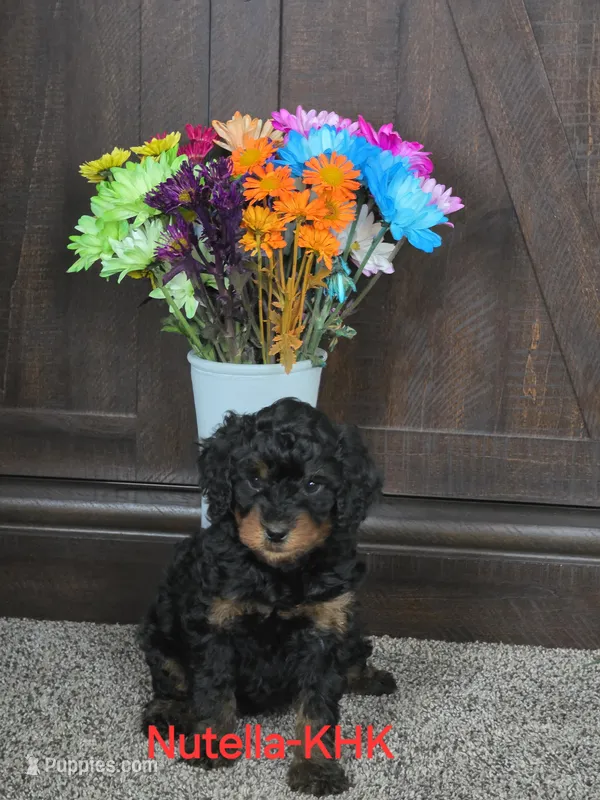 Nutella – Miniature Goldendoodle puppy for sale in Salineville, OH