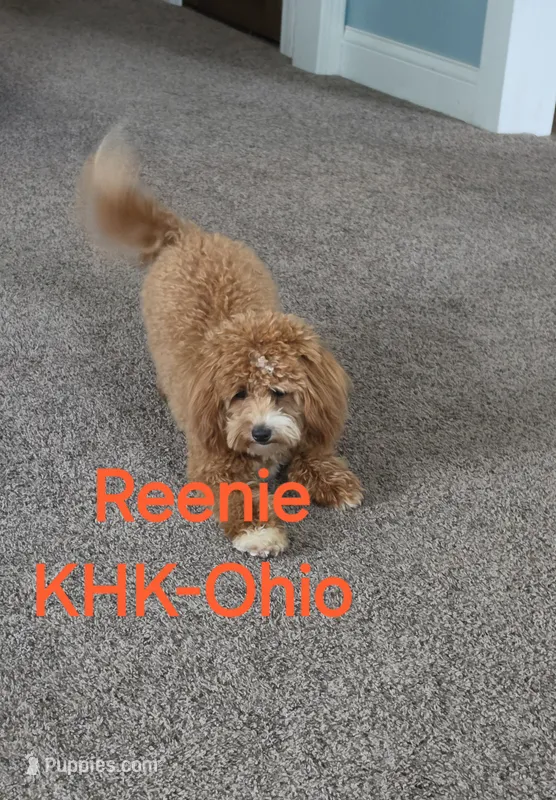Reenie – Miniature Goldendoodle puppy for sale in Salineville, OH