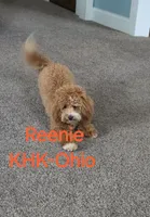 Reenie, a female Miniature Goldendoodle for sale in Salineville, OH – 4 of 4
