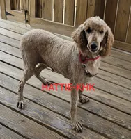 Hattie, a female Poodle - Standard  for sale in Salineville, OH – 2 of 6