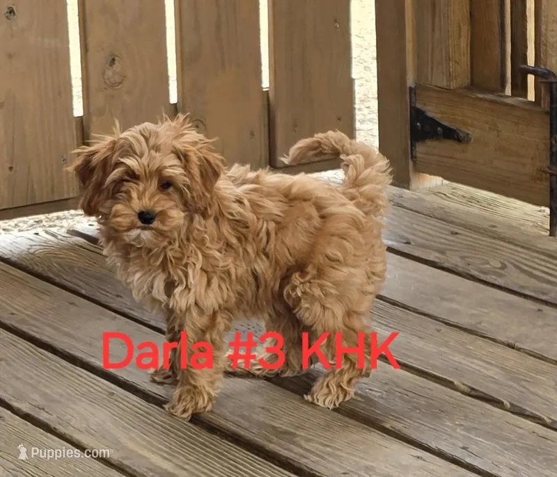 Darla – Miniature Goldendoodle puppy for sale in Salineville, OH