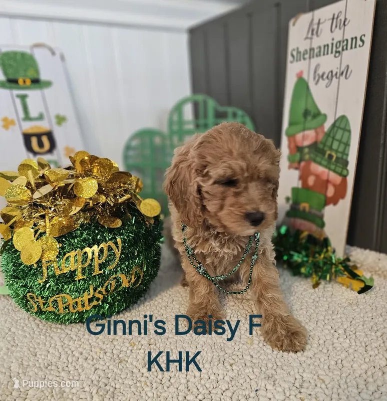 Darla – Miniature Goldendoodle puppy for sale in Salineville, OH