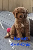 Barrett, a male Miniature Goldendoodle for sale in Salineville, OH – 4 of 10