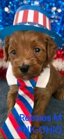 Patriot, a male Miniature Goldendoodle for sale in Salineville, OH – 4 of 5