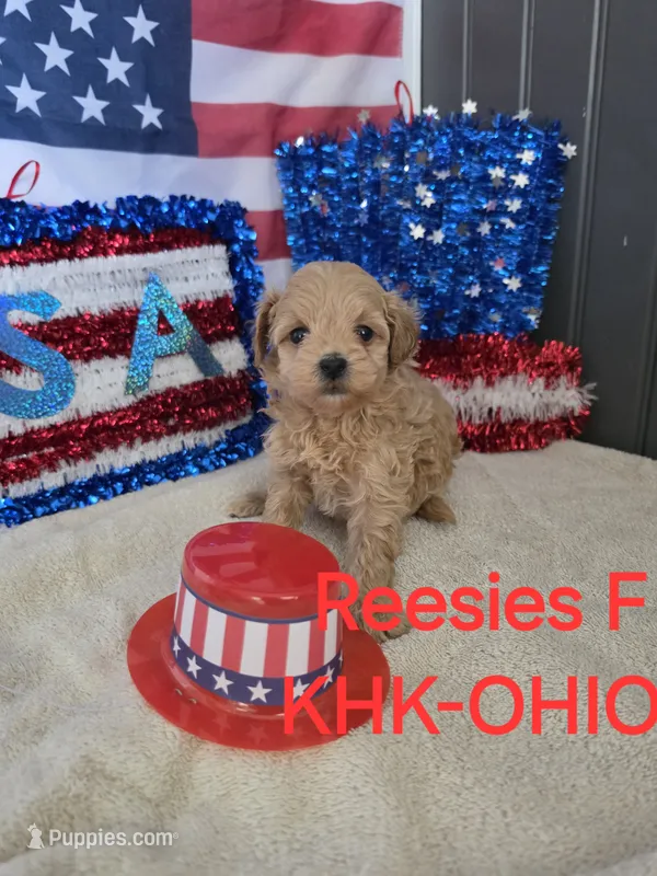 Reesies girl #1 – Goldendoodle puppy for sale in Salineville, OH
