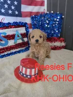 Reesies girl #1, a male Goldendoodle for sale in Salineville, OH – 1 of 1