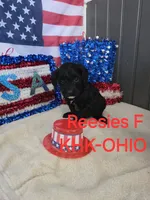 Reesies girl #2, a male Goldendoodle for sale in Salineville, OH – 1 of 1