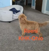 Reenie, a female Miniature Goldendoodle for sale in Salineville, OH – 3 of 4