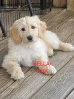 Randi, a female Poodle - Standard  for sale in Salineville, OH – 3 of 5