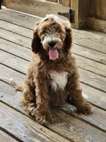 Hattie, a female Poodle - Standard  for sale in Salineville, OH – 5 of 6