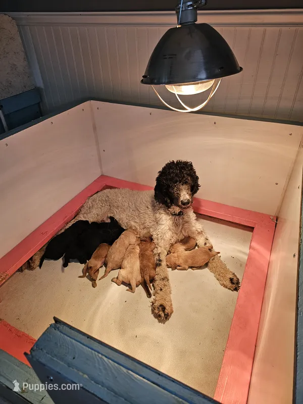 Randi – Poodle - Standard  puppy for sale in Salineville, OH