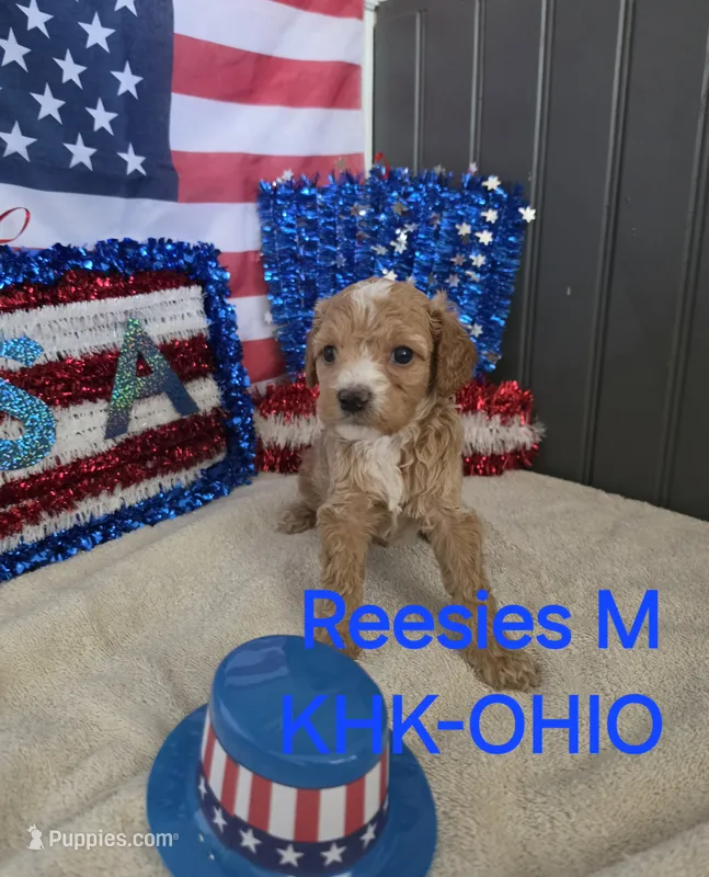 Knox – Miniature Goldendoodle puppy for sale in Salineville, OH