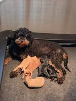 Knox, a male Miniature Goldendoodle for sale in Salineville, OH – 2 of 3