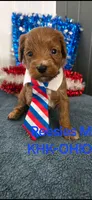 Patriot, a male Miniature Goldendoodle for sale in Salineville, OH – 3 of 5