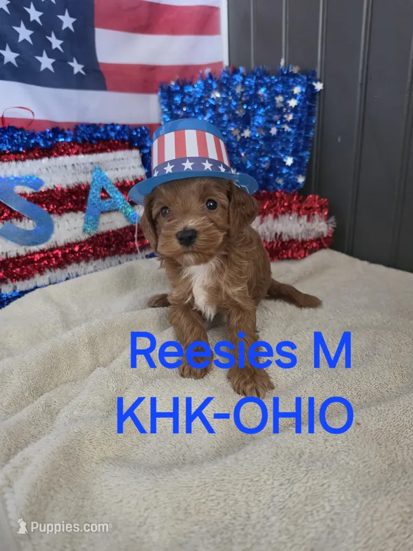 Reesies male #1 – Goldendoodle puppy for sale in Salineville, OH