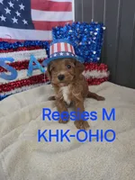 Reesies male #1, a male Goldendoodle for sale in Salineville, OH – 1 of 1