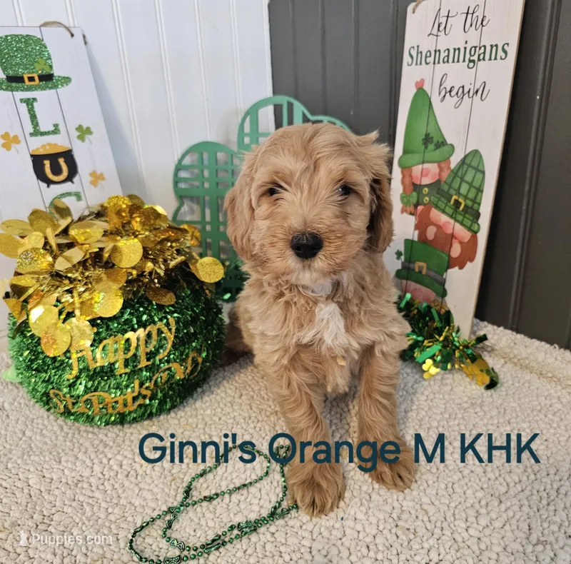 Ollie – Miniature Goldendoodle puppy for sale in Salineville, OH