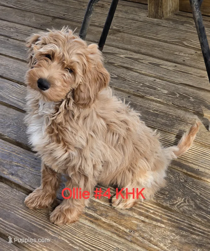 Ollie – Miniature Goldendoodle puppy for sale in Salineville, OH