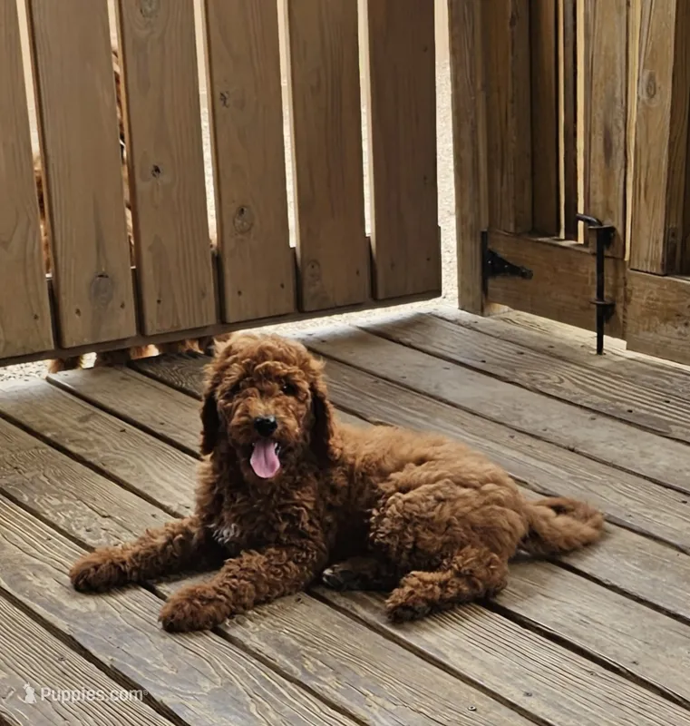 Hattie – Poodle - Standard  puppy for sale in Salineville, OH